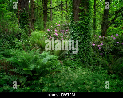 Rododendrons und Ahorn Bäume. Washington Park, OR, USA Stockfoto