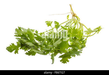 Einige frische Koriander Zweige isoliert Stockfoto