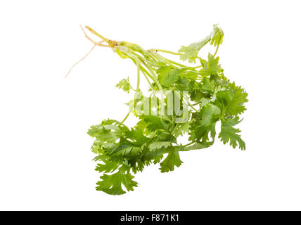 Einige frische Koriander Zweige isoliert Stockfoto