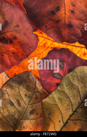 roten und Orangen der Blätter im Herbst Herbst vor Schuppen Baum hellen Farben überlappende Hintergrundbeleuchtung Stockfoto