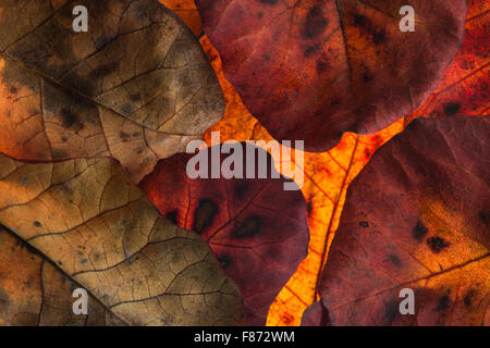 roten und Orangen der Blätter im Herbst Herbst vor Schuppen Baum hellen Farben überlappende Hintergrundbeleuchtung Stockfoto