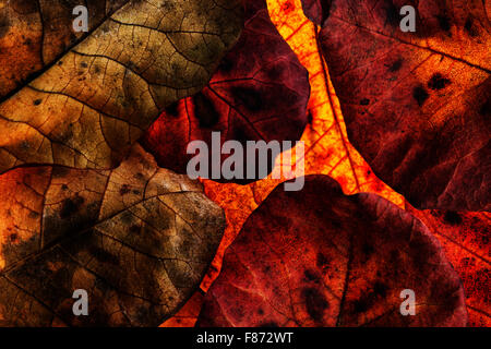 roten und Orangen der Blätter im Herbst Herbst vor Schuppen Baum hellen Farben überlappende Hintergrundbeleuchtung Stockfoto