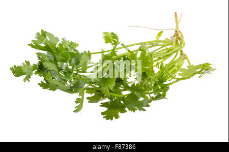 Einige frische Koriander Zweige isoliert Stockfoto