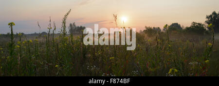 Morgennebel über die Wiese Stockfoto