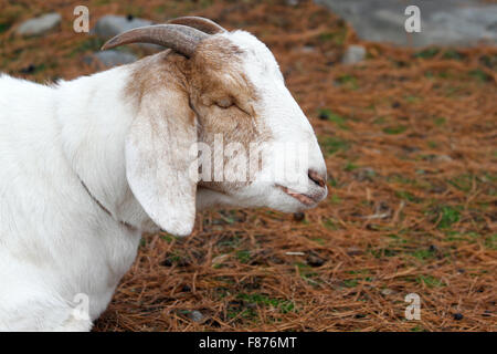 Eine Ziege auf einer Farm im Westen von Massachusetts, USA, Nordamerika Stockfoto