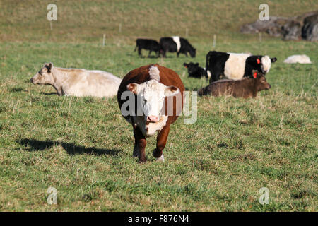 Ein herannahenden Kuh, Rad-View Farm, Shelburne, Massachusetts Stockfoto