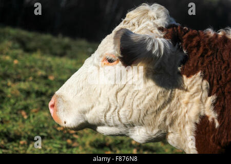 Eine Kuh am Rad-View Farm, Shelburne, Massachusetts, USA, Nordamerika Stockfoto