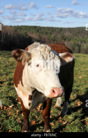 Eine Kuh am Rad-View Farm, Shelburne, Massachusetts, USA, Nordamerika Stockfoto