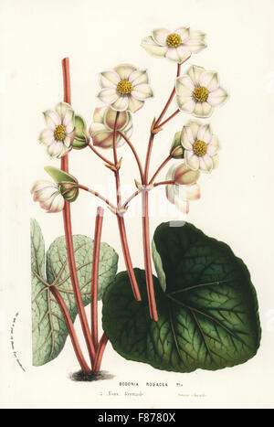 Rosa Begonie Begonia Rosazea. Handkoloriert Lithographie von Louis van Houtte und Charles Lemaire die Blumen von den Gärten und Gewächshäuser von Europa, Flore des Serres et des Jardins de l ' Europe, Gent, Belgien, 1857. Stockfoto