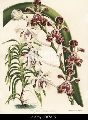 Weiche Vanda Orchidee Vanda Tricolor var Suavis (Vanda Suavis Hrubyana). Handkoloriert Lithographie von Louis van Houtte und Charles Lemaire die Blumen von den Gärten und Gewächshäuser von Europa, Flore des Serres et des Jardins de l ' Europe, Gent, Belgien, 1862-65. Stockfoto