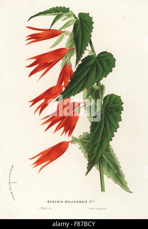 Begonia Boliviensis. Handkoloriert Lithographie von Louis van Houtte und Charles Lemaire die Blumen von den Gärten und Gewächshäuser von Europa, Flore des Serres et des Jardins de l ' Europe, Gent, Belgien, 1867-1868. Stockfoto