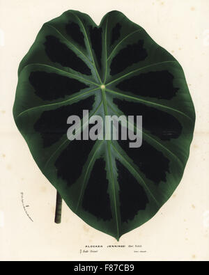 Elefanten-Ohr, Colocasia Affinis (Alocasia Jenningsii). Handkoloriert Lithographie von Louis van Houtte und Charles Lemaire die Blumen von den Gärten und Gewächshäuser von Europa, Flore des Serres et des Jardins de l ' Europe, Gent, Belgien, 1867-1868. Stockfoto