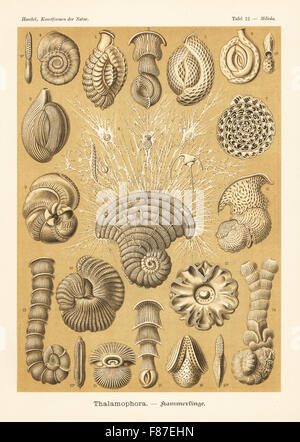 Thalamophora oder Foraminiferen, marine schleichende Protozoen. Quinqueloculina Parkeri, Miliolinella Fichteliana, Cornuspira Planorbis, Articulina Sagra, Spiroloculina Nitida, Borelis Melo, Peneroplis Planatus, Hauerina Circinata, Hauerina Ornatissima, Articulina Mucronata, Vertebralina Insignis, Pyrgo Comata, Archaias Angulatus, Marginopora Vertebralis und Miliolina Arten. Farblitho von Adolf Glitsch von einer Abbildung von Ernst Haeckel von Kunstformen in der Natur, Kunstformen der Natur, Liepzig, Deutschland, 1904. Stockfoto