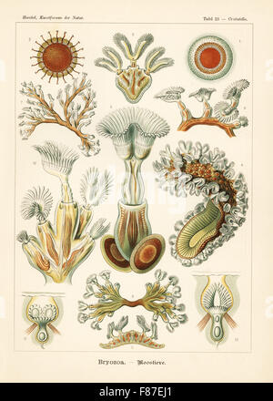 Bryozoonbänke Moostiere: Cristatella Mucedo 1-5, 10-12, Plumatella Repens 6-8 und fungoid Bryosoan, Plumatella Fungosa 9. Farblitho von Adolf Glitsch von einer Abbildung von Ernst Haeckel von Kunstformen in der Natur, Kunstformen der Natur, Liepzig, Deutschland, 1904. Stockfoto