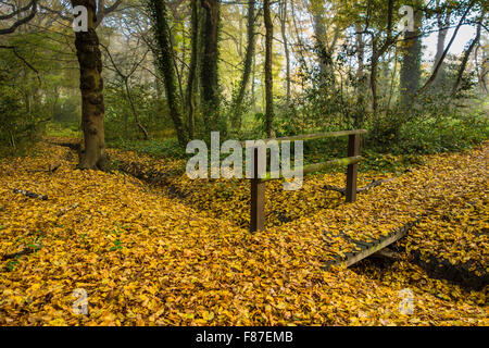 Fußgängerbrücke über einen schmalen Bach in einem englischen Waldgebiet. Stockfoto