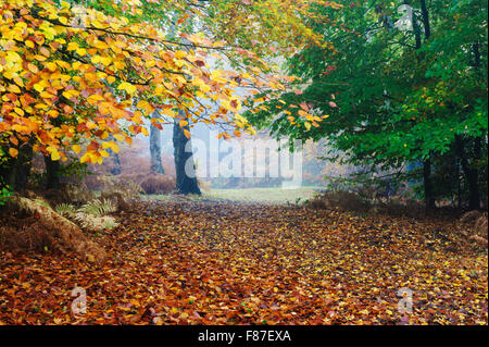 A misty autumn morning in an English woodland. Stockfoto