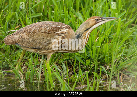 Amerikanische Rohrdommel im Ridgefield National Wildlife Refuge, Ridgefield, Washington, USA. Stockfoto