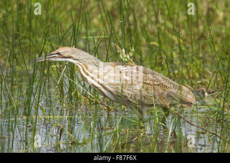 Amerikanische Rohrdommel (Botaurus Lentiginosus) Jagd nach Nahrung in den Sumpf in Ridgefield National Wildlife Refuge, Ridgefield, WA Stockfoto