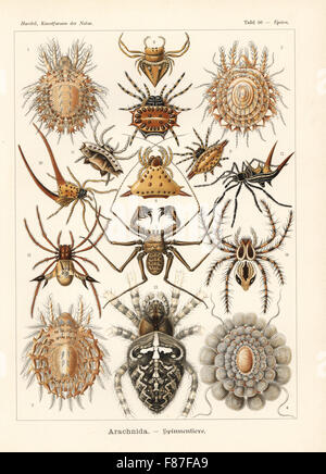 Arachniden Spinnen: Protocepheus Hericius 1, Cepheus Latus 2, Cepheus-Cepheiformis 3, Tereticepheus Palmicinctum 4, Phrynichus Reniformis 5, Gnolus Cordiformis 6, Spinybacked orbed Weaver, Gasteracantha Cancriformis 7,11, Acrosomoides Acrosomoides 8, Gasteracantha Geminata 9, gebogene stacheligen Spinne, Macracantha Arcuata 10, Micrathena Schreibersi 12, Micrathena Furcata 13, Oxyopes Ramosus 14 und europäischen Gartenkreuzspinne Araneus Diadematus 15. Farblitho von Adolf Glitsch von einer Abbildung von Ernst Haeckel von Kunstformen in der Natur, Kunstformen der Natur, Liepzig, Deutschland, 1904. Stockfoto