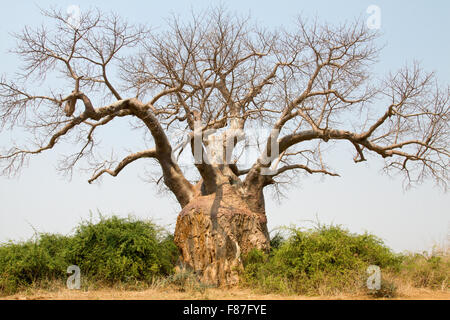 Großen Baobab-Baum in Lower Zambezi National Park, Sambia, Afrika Stockfoto