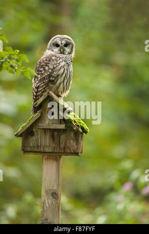 Streifenkauz ruht auf einem alten moosbedeckten Vogelhaus in Issaquah, Washington, USA Stockfoto