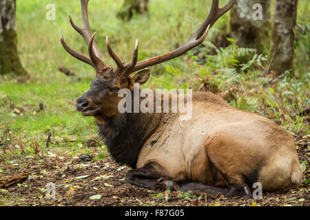 Amerikanische Elche Bull ruht in Northwest Trek Wildlife Park in der Nähe von Eatonville, Washington, USA Stockfoto