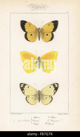 Moorland getrübt gelb, Colias Palaeno, Cleopatra Schmetterling, Gonepteryx Cleopatra und getrübten hellgelb, Colias Hyale. Handkoloriert Stahlstich der Gebrüder Pauquet nach einer Illustration von Alexis Nicolas Noel von Hippolyte Lucas' Natural History of European Butterflies, Histoire Naturelle des Lepidopteres d ' Europe, 1864. Stockfoto