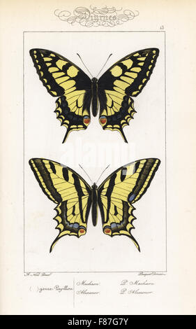 Alten Welt Schwalbenschwanz, Papilio Machaon und Alexanor oder südlichen Schwalbenschwanz Papilio Alexanor. Handkoloriert Stahlstich der Gebrüder Pauquet nach einer Illustration von Alexis Nicolas Noel von Hippolyte Lucas' Natural History of European Butterflies, Histoire Naturelle des Lepidopteres d ' Europe, 1864. Stockfoto