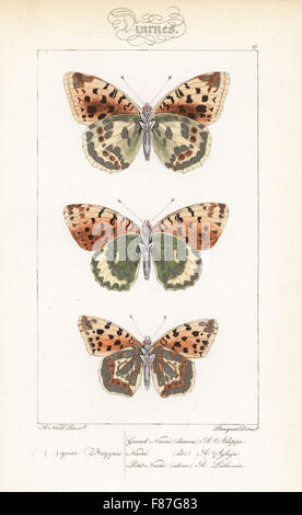 Hohe braune Fritillary, Fabriciana Adippe, dunkle grüne Fritillary, Argynnis Aglaja und Königin von Spanien Fritillary Issoria Lathonia. Handkoloriert Stahlstich der Gebrüder Pauquet nach einer Illustration von Alexis Nicolas Noel von Hippolyte Lucas' Natural History of European Butterflies, Histoire Naturelle des Lepidopteres d ' Europe, 1864. Stockfoto