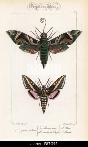 Oleander Hawkmoth, Daphnis Nerii und Kolibri Motte oder weiß gesäumten Sphinx, stark Lineata. Handkoloriert Stahlstich der Gebrüder Pauquet nach einer Illustration von Alexis Nicolas Noel von Hippolyte Lucas' Natural History of European Butterflies, Histoire Naturelle des Lepidopteres d ' Europe, 1864. Stockfoto