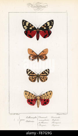 Scharlachrote Tiger Moth, Art Dominula getrübt Buff, Diacrisia Sannio, Holz Tiger, Parasemia Plantaginis und purple Tiger, Rhyparia Purpurata. Handkoloriert Stahlstich der Gebrüder Pauquet nach einer Illustration von Alexis Nicolas Noel von Hippolyte Lucas' Natural History of European Butterflies, Histoire Naturelle des Lepidopteres d ' Europe, 1864. Stockfoto