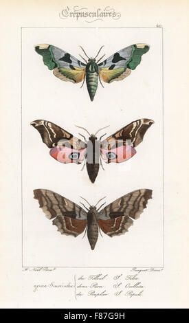 Lime Hawkmoth, Mimas Tiliae eyed Hawkmoth, Smerinthus Ocellatus und Pappel Hawkmoth Laothoe Populi. Handkoloriert Stahlstich der Gebrüder Pauquet nach einer Illustration von Alexis Nicolas Noel von Hippolyte Lucas' Natural History of European Butterflies, Histoire Naturelle des Lepidopteres d ' Europe, 1864. Stockfoto