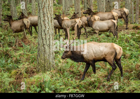 Amerikanische Elche Stier mit seinem Harem bedeutet im Nordwesten Trek Wildlife Park in der Nähe von Eatonville, Washington, USA Stockfoto
