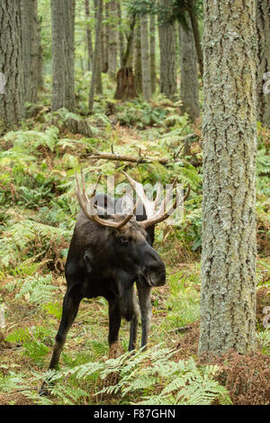 Bull Moose im Nordwesten Trek Wildlife Park in der Nähe von Eatonville, Washington, USA Stockfoto