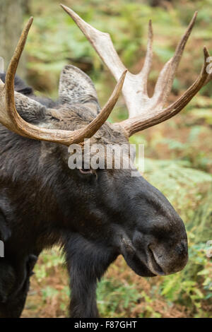 Bull Moose Porträt im Nordwesten Trek Wildlife Park in der Nähe von Eatonville, Washington, USA Stockfoto