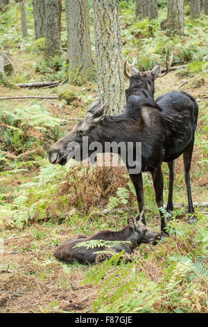 Elch Kalb während der Kuh und Stier, im Nordwesten Trek Wildlife Park in der Nähe von Eatonville, Washington, USA bewachen Stockfoto