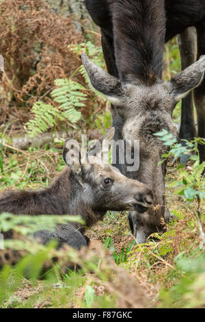 Elch Kalb ruhen, während seine Mutter isst in der Nähe, im Nordwesten Trek Wildlife Park in der Nähe von Eatonville, Washington, USA.  Elche Essen Stockfoto