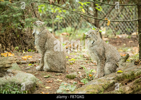 Kanada-Luchs im Nordwesten Trek Wildlife Park in der Nähe von Eatonville, Washington, USA Stockfoto