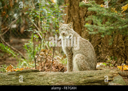 Kanada-Luchs im Nordwesten Trek Wildlife Park in der Nähe von Eatonville, Washington, USA Stockfoto