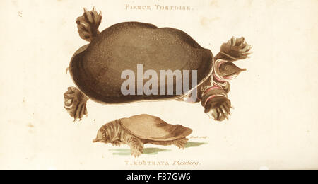 Florida Softshell Schildkröte, Apalone Ferox (wilde Schildkröten, Testudo Ferox) und chinesische Softshell Schildkröte, Pelodiscus Sinensis (Testudo Rostrata). Handkoloriert Kupferstich von Heath nach einer Illustration von George Shaw aus seine allgemeine Zoologie, Amphibien, London, 1801. Stockfoto