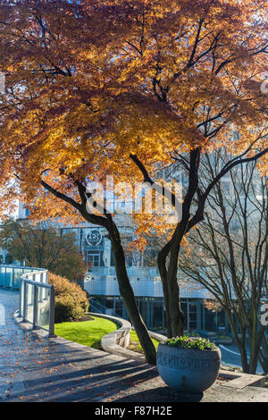 Japanischer Ahorn Baum, der - von der aufgehenden Sonne in einer Stadt Einstellung leuchtet Stockfoto