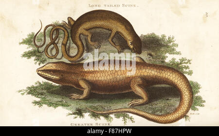 Unbekannte Arten von amerikanischen Eidechse (langschwänzigen Scink, Lacerta Boa c. Longicauda) und Bar-Lippen Glanz-Skink, Eugongylus saniert (größere Scink, Lacerta saniert). Handkoloriert Kupferstich von Heath nach einer Illustration von George Shaw aus seine allgemeine Zoologie, Amphibien, London, 1801. Stockfoto