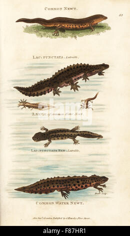 Molch, Männlich, weiblich und Larven Lissotriton Vulgaris (als gemeinsame Newt, Lacerta Vulgaris, gemeinsamen Wasser Newt, Lacerta Palustris, Lacerta Trommler) zu glätten. Handkoloriert Kupferstich von Heath nach einer Illustration von George Shaw aus seine allgemeine Zoologie, Amphibien, London, 1801. Stockfoto