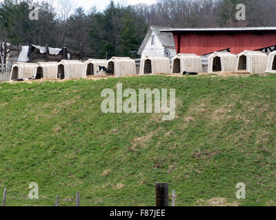 Eine Reihe von Unterkünften für Kälber für Kalbfleisch auf einem Hügel im Westen von Massachusetts angehoben. Stockfoto