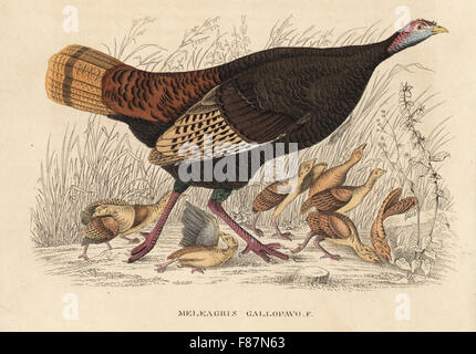 Wilder Truthahn, Meleagris Gallopavo, Henne mit Poults. Lithographie handkoloriert nach Audubon von Georg Friedrich Treitschkes Galerie of Natural History, Naturhistorischer Bildersaal des Thierreiches, Liepzig, 1842. Stockfoto