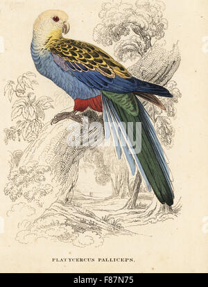 Unter der Leitung von blass Rosella, Platycercus Adscitus Palliceps (Platycercus Palliceps). Handkoloriert Stahlstich nach einer Illustration von Edward Lear von Georg Friedrich Treitschkes Galerie of Natural History, Naturhistorischer Bildersaal des Thierreiches, Liepzig, 1842. Stockfoto