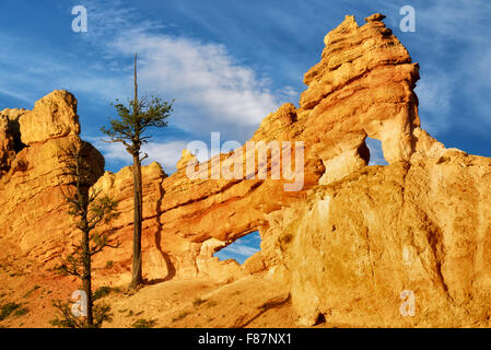 Felsenbögen mit Bäumen. Bryce National Park, Utah Stockfoto