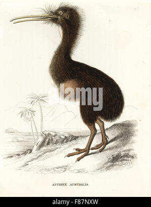 Südlichen braune Kiwi, Tokoeka oder gemeinsame Kiwi, Apteryx Australis. Handkoloriert Lithographie von Georg Friedrich Treitschkes Galerie of Natural History, Naturhistorischer Bildersaal des Thierreiches, Liepzig, 1842. Stockfoto