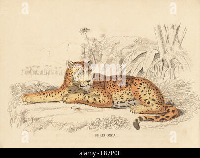 Jaguar, Panthera Onca (Felis Onca). Handkoloriert Lithographie von Georg Friedrich Treitschkes Galerie of Natural History, Naturhistorischer Bildersaal des Thierreiches, Liepzig, 1840. Stockfoto