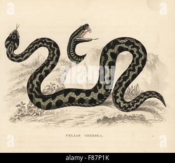 Gemeinsamen europäischen Viper oder Kreuzotter, Vipera Berus (Pelias Chersea). Handkoloriert Lithographie von Georg Friedrich Treitschkes Galerie of Natural History, Naturhistorischer Bildersaal des Thierreiches, Liepzig, 1840. Stockfoto